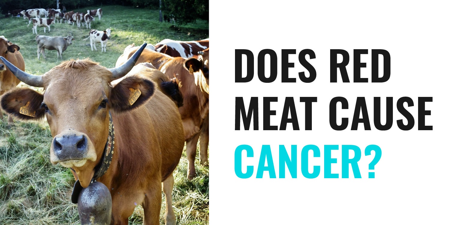 Does Red Meat Cause Cancer? - Picture of a Cow